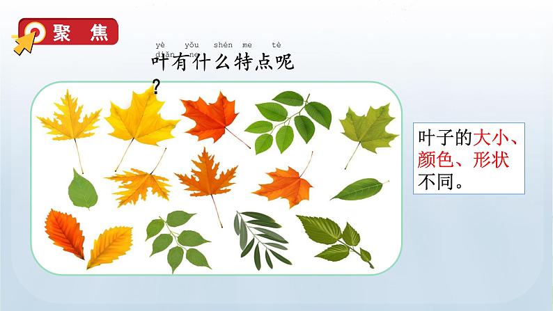 教科版一年级科学上册课件 第一单元 植物 3 观察叶第3页