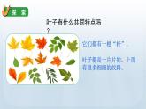 教科版一年级科学上册课件 第一单元 植物 3 观察叶