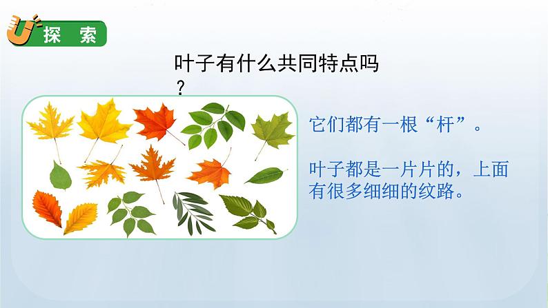 教科版一年级科学上册课件 第一单元 植物 3 观察叶第4页