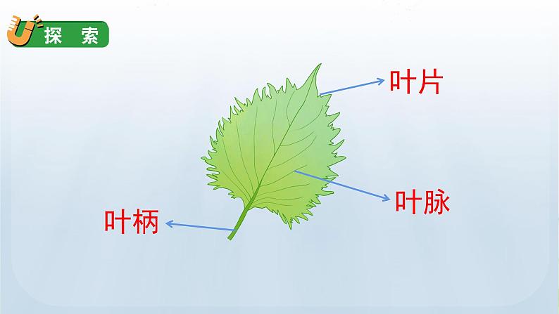 教科版一年级科学上册课件 第一单元 植物 3 观察叶第5页