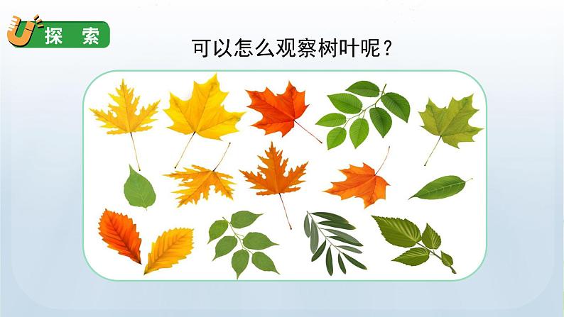 教科版一年级科学上册课件 第一单元 植物 3 观察叶第6页