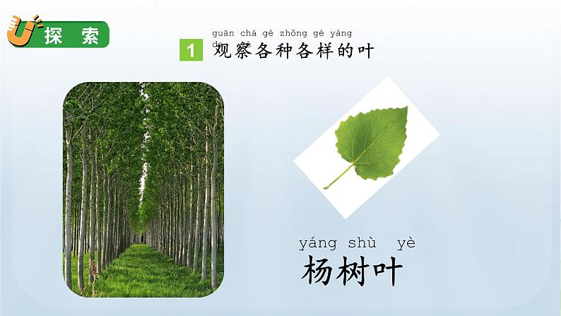 教科版一年级科学上册课件 第一单元 植物 3 观察叶第8页