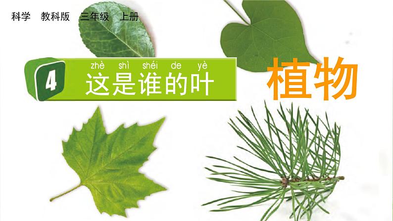 教科版一年级科学上册课件 第一单元 植物 4 这是谁的叶01