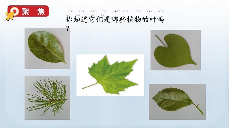 教科版一年级科学上册课件 第一单元 植物 4 这是谁的叶03