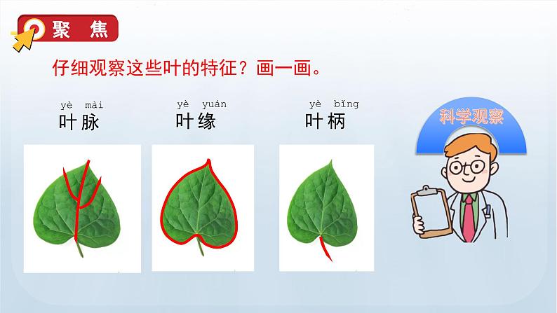 教科版一年级科学上册课件 第一单元 植物 4 这是谁的叶04