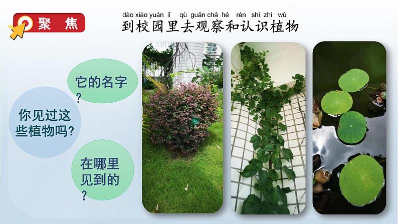 教科版一年级科学上册课件 第一单元 植物 6 校园里的植物04