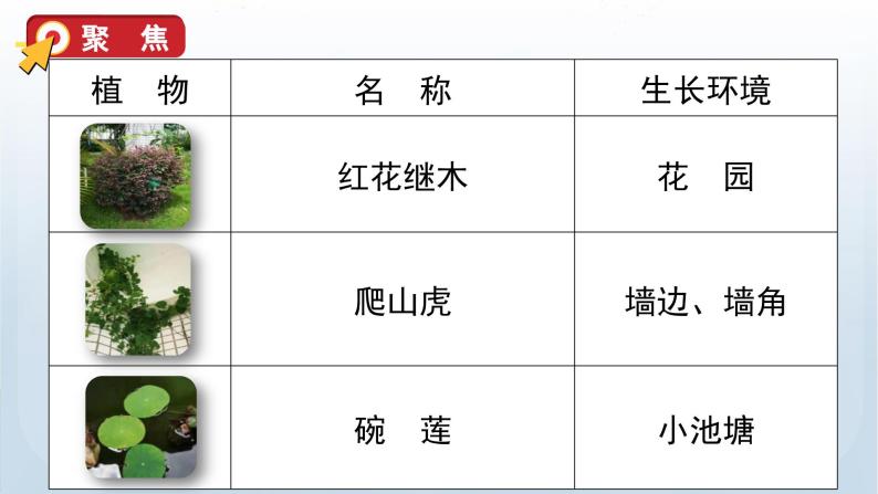 教科版一年级科学上册课件 第一单元 植物 6 校园里的植物05