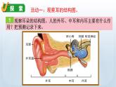 教科版四年级科学上册课件 第一单元 声音 4 我们是怎样听到声音的