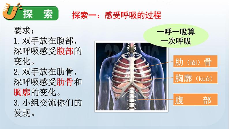 教科版四年级科学上册课件 第二单元 呼吸与消化 1 感受我们的呼吸07
