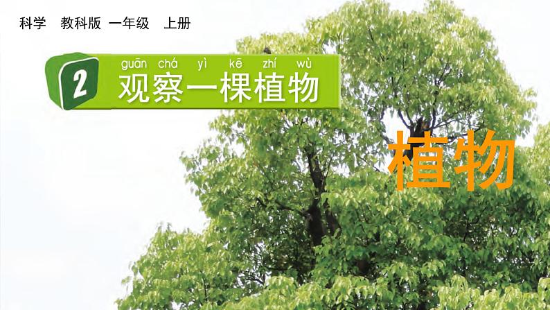 教科版一年级科学上册课件 第一单元 植物 2 观察一棵植物第1页