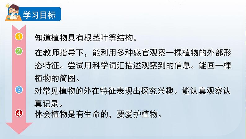 教科版一年级科学上册课件 第一单元 植物 2 观察一棵植物第2页