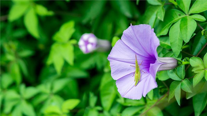 教科版一年级科学上册课件 第一单元 植物 2 观察一棵植物第5页