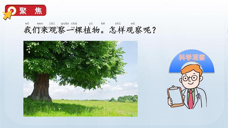 教科版一年级科学上册课件 第一单元 植物 2 观察一棵植物第7页