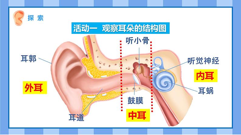 教科版(2017)科学四年级上册1.4《我们是怎样听到声音的》课件第4页