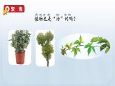 教科版一年级科学上册课件 第一单元 植物 5 植物是活的吗