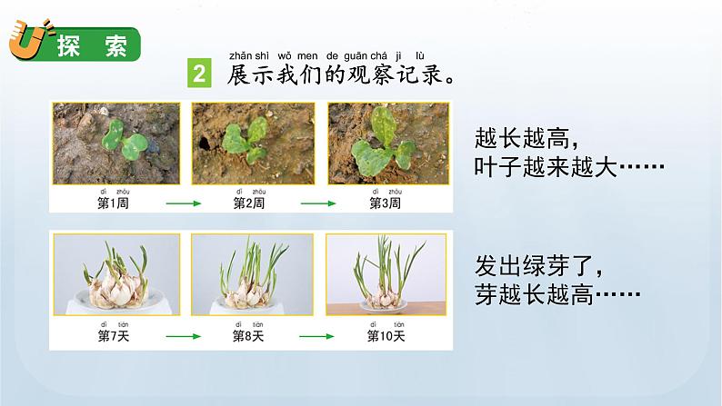 教科版一年级科学上册课件 第一单元 植物 5 植物是活的吗06