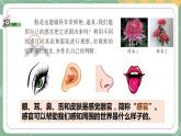 大象版科学五上 2.1 感官、大脑与认知 课件PPT (含练习)