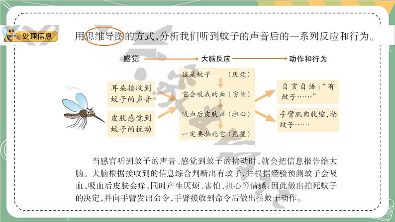 大象版科学五上 2.3 人体司令部 课件PPT (含练习)第3页