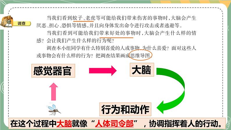 大象版科学五上 2.3 人体司令部 课件PPT (含练习)第4页