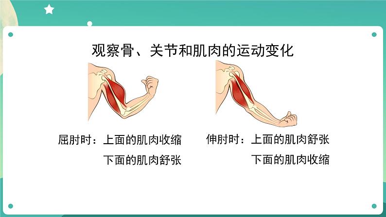 4.2 身体的运动 课件+教案+练习+任务单 教科版科学五上06