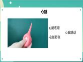 4.3 心臟和血液 課件+教案+練習+任務單 教科版科學五上