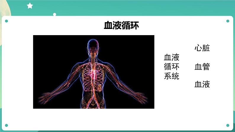 五年级上册科学课件-4.3 心脏和血液 教科版第8页