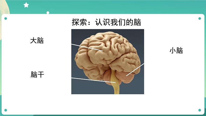 五年级上册科学课件-4.4 身体的“总指挥” 教科版第6页