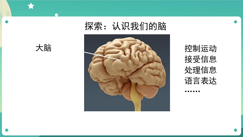 五年级上册科学课件-4.4 身体的“总指挥” 教科版第7页