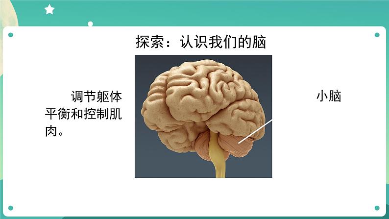 五年级上册科学课件-4.4 身体的“总指挥” 教科版第8页
