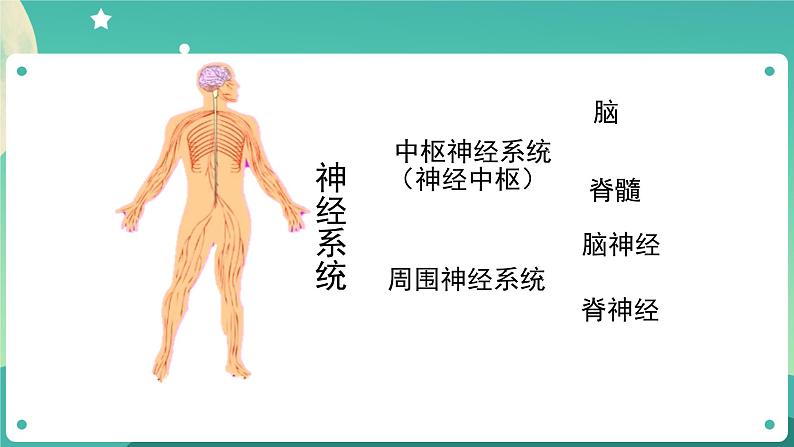 五年级上册科学课件-4.5 身体的“联络员” 教科版第6页