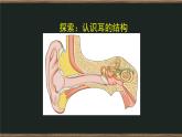 1.4 我们是怎样听到声音的课件+教案+练习+任务单 教科版四上科学