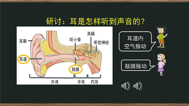 1.4 我们是怎样听到声音的课件+教案+练习+任务单 教科版四上科学08