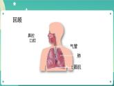 2.2 呼吸与健康生活课件+教案+练习+任务单 教科版四上科学