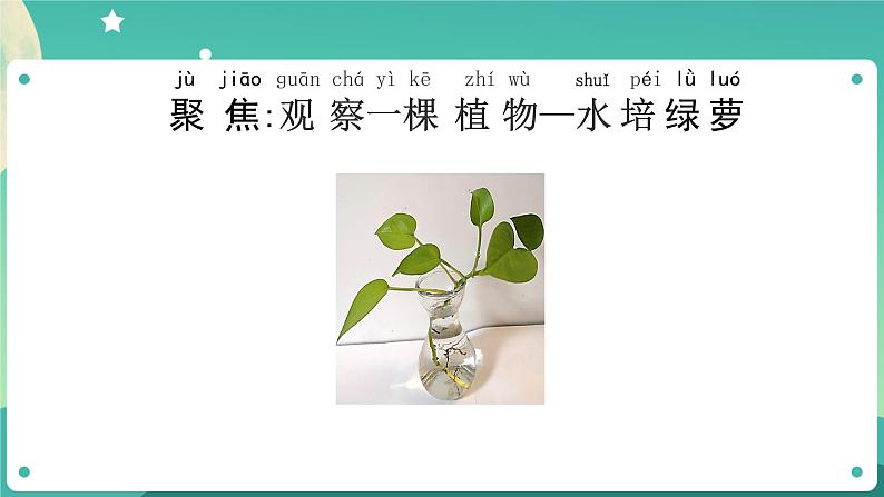 教科版1上科学 1.2 观察一棵植物 课件+教案+练习+任务单+素材03