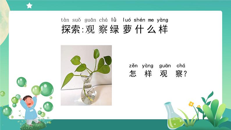 教科版1上科学 1.2 观察一棵植物 课件+教案+练习+任务单+素材04