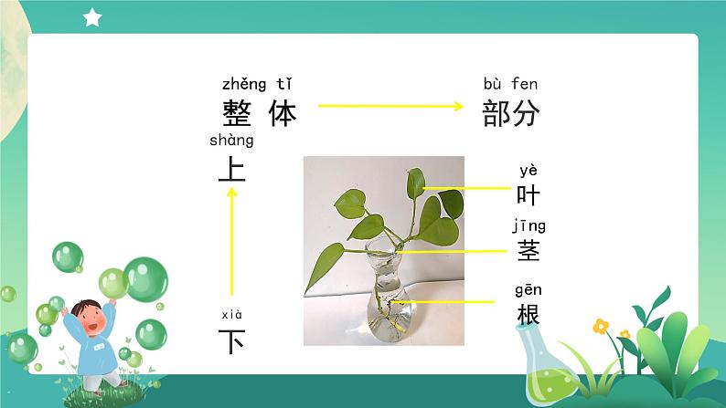 教科版1上科学 1.2 观察一棵植物 课件+教案+练习+任务单+素材05