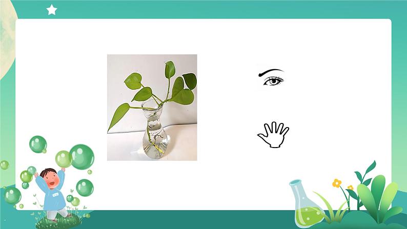 教科版1上科学 1.2 观察一棵植物 课件+教案+练习+任务单+素材06