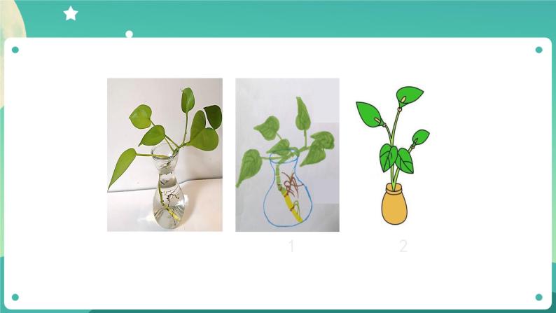 教科版1上科学 1.2 观察一棵植物 课件+教案+练习+任务单+素材07
