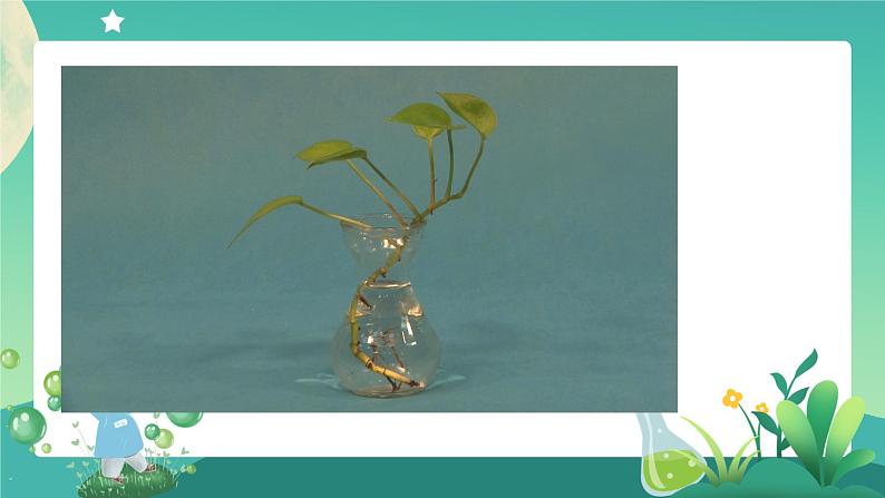 教科版1上科学 1.2 观察一棵植物 课件+教案+练习+任务单+素材08