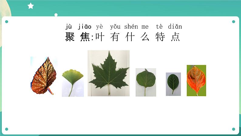 教科版1上科学 1.3 观察叶 课件+教案+练习+任务单+素材03