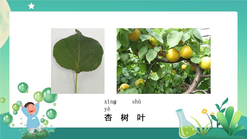 教科版1上科学 1.3 观察叶 课件+教案+练习+任务单+素材04