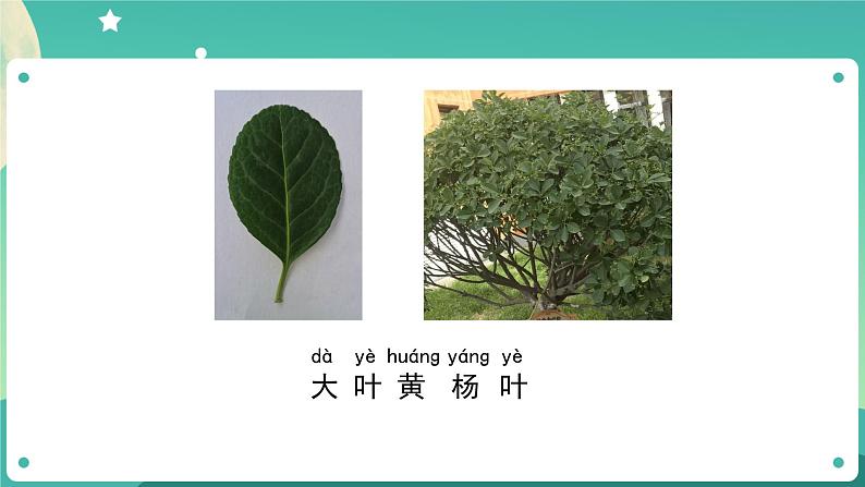 教科版1上科学 1.3 观察叶 课件+教案+练习+任务单+素材05