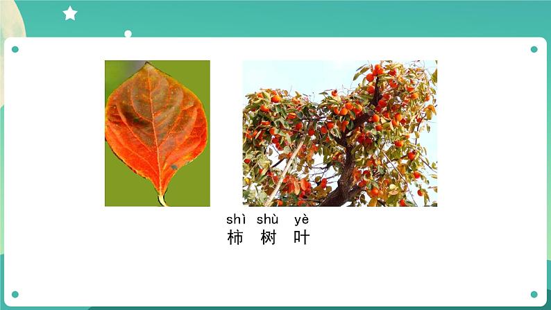 教科版1上科学 1.3 观察叶 课件+教案+练习+任务单+素材06