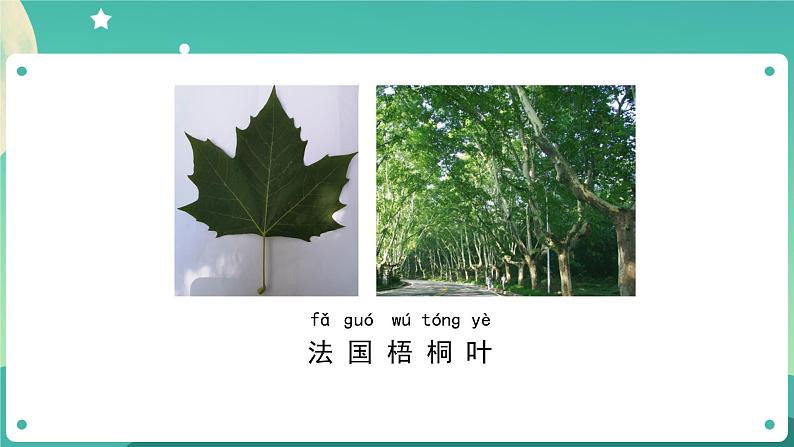 教科版1上科学 1.3 观察叶 课件+教案+练习+任务单+素材08