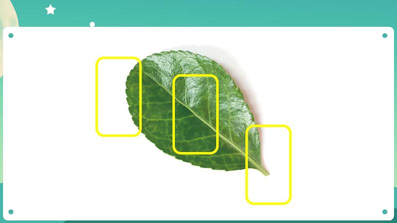 教科版1上科学 1.4 这是谁的叶 课件+教案+练习+任务单+素材06