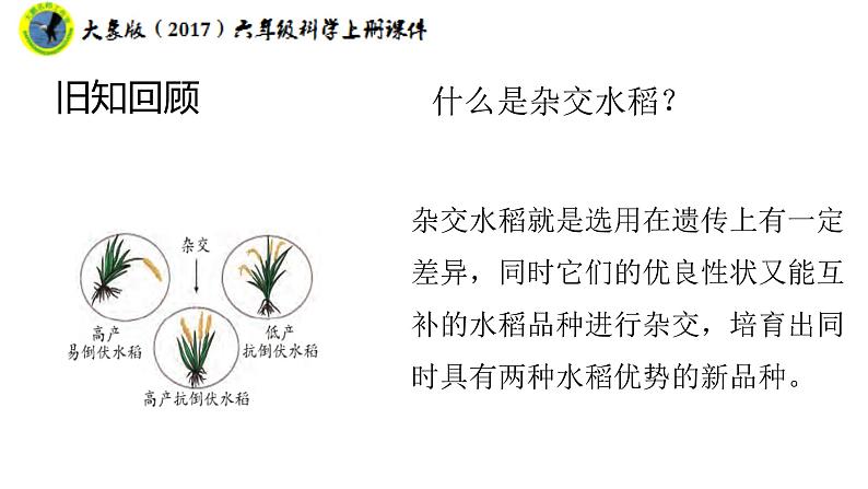 大象版（2017）六年级科学上册4.4追根溯源课件+素材07