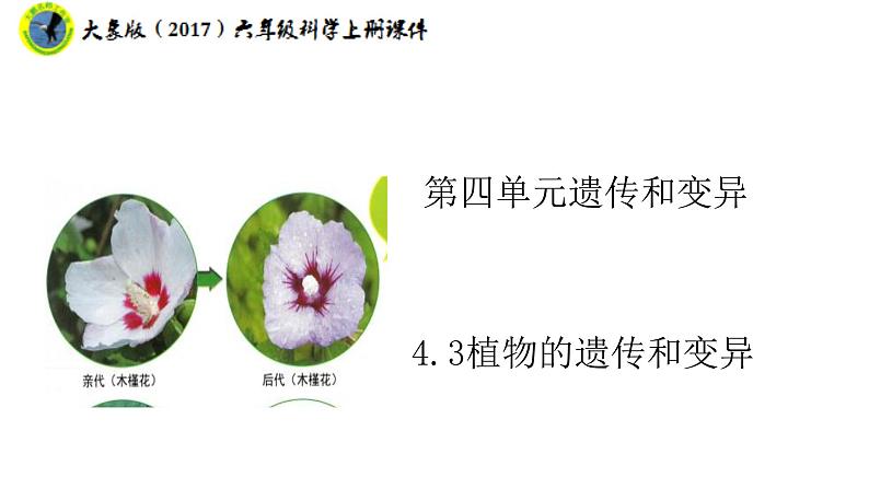 大象版（2017）六年级科学上册4.3植物的遗传和变异课件+素材01