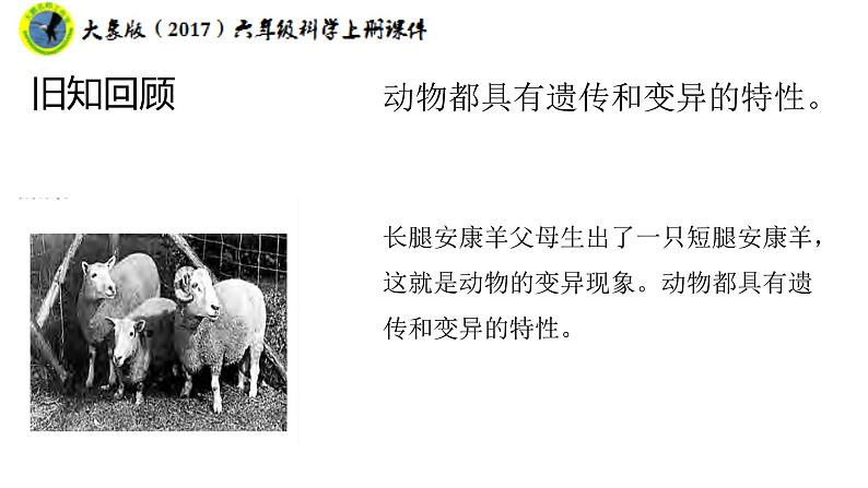 大象版（2017）六年级科学上册4.3植物的遗传和变异课件+素材06