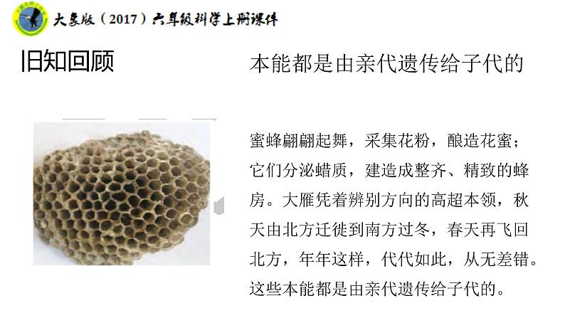 大象版（2017）六年级科学上册4.3植物的遗传和变异课件+素材07