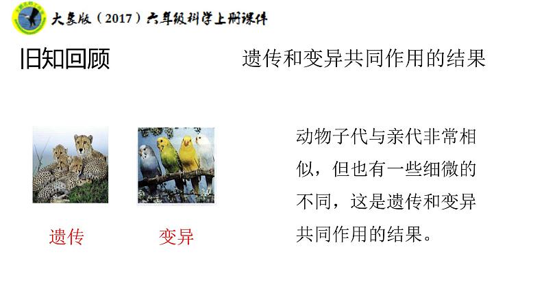 大象版（2017）六年级科学上册4.3植物的遗传和变异课件+素材08